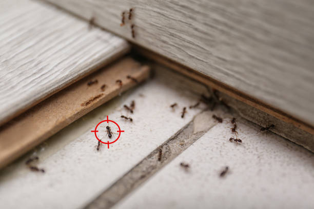 Professional Pest Control in East Renton Highlands, WA