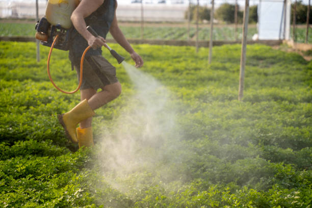 Best Local Pest Control Services  in East Renton Highlands, WA